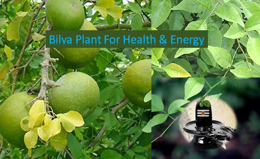 Bilva For Health and Energy