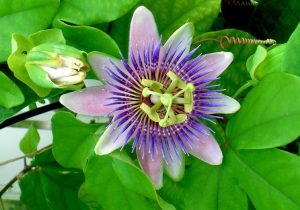 Passionflower benefits
