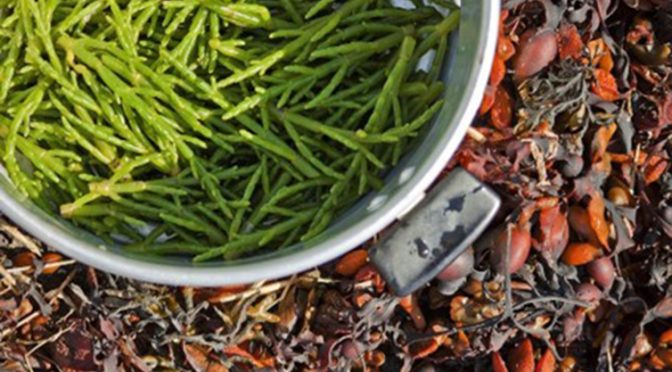 Real benefits of consuming Salicornia