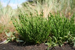 Salicornia, the Green Salt Superfood