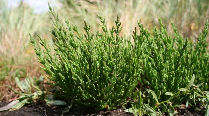 Salicornia, the Green Salt Superfood