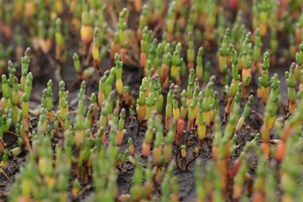 More about Salicornia