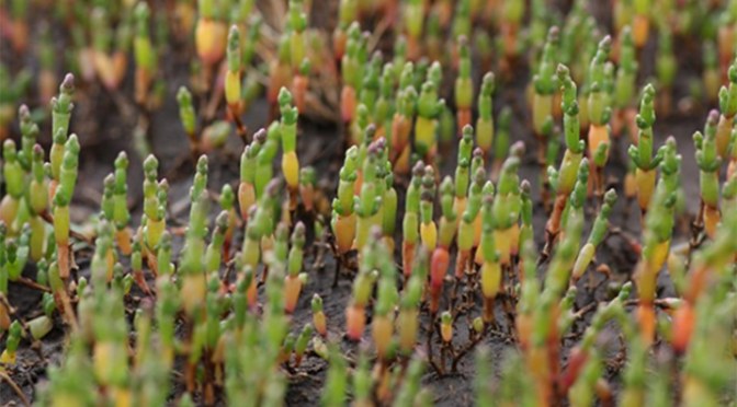 More about Salicornia