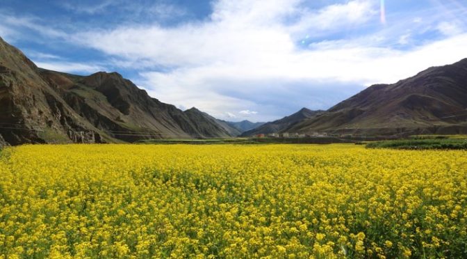 GM mustard crop in India