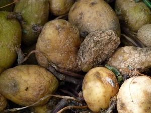Antibiotic from rotten potatoes