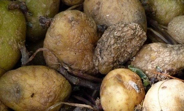Antibiotic from rotten potatoes