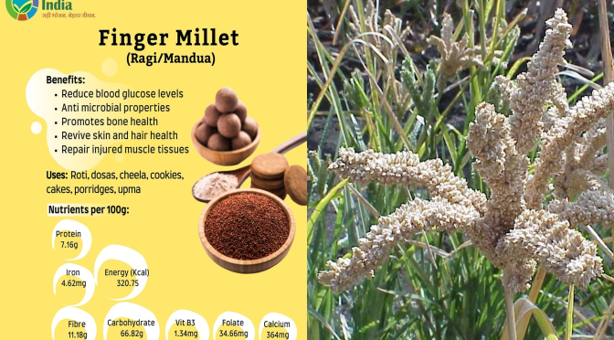 Finger Millet -Ragi