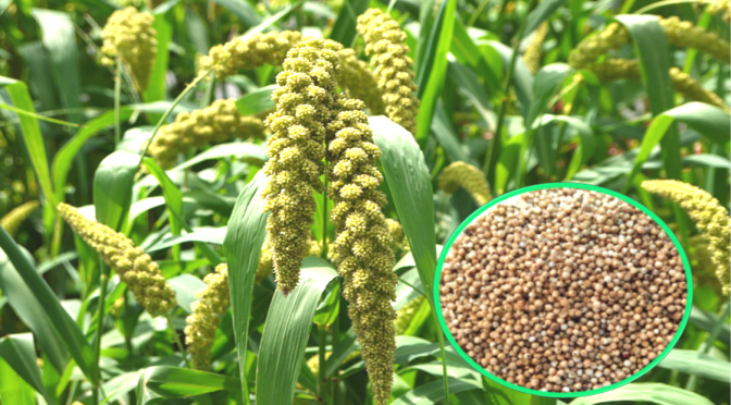 Foxtail millet