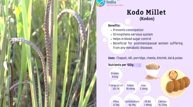 Kodo millet