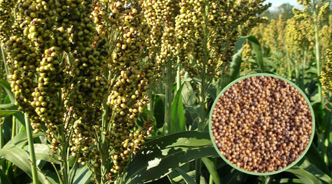 Sorghum Jowar