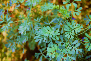 Herb Of Grace – Benefits and Side Effects of Rue