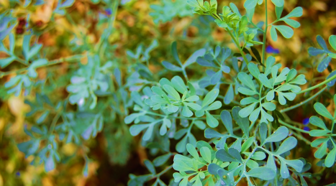 Herb Of Grace – Benefits and Side Effects of Rue