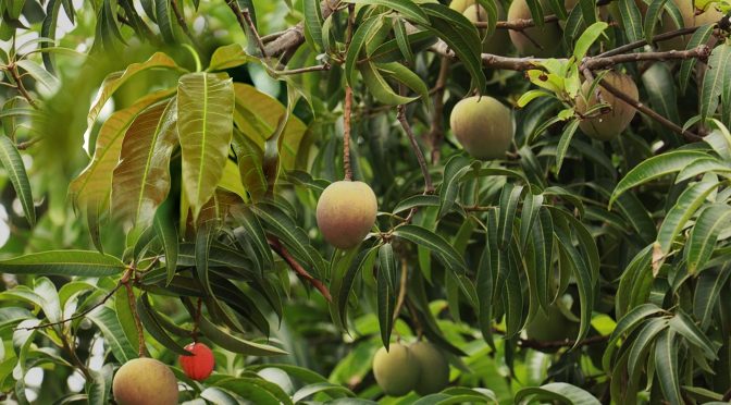 Mango leaves benefits