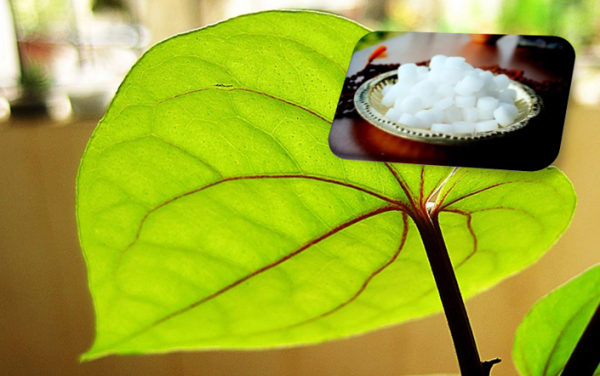 Camphor and beetle leaf in sesame oil