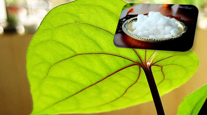 Camphor and beetle leaf in sesame oil