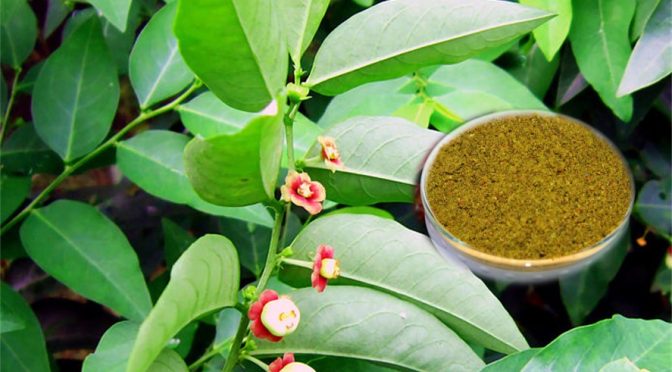 Vitamin plant leaves chutney powder