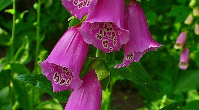 Digoxin For Heart Condition from Foxglove Plant