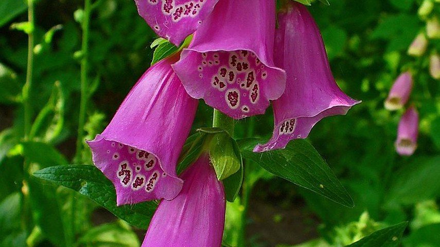 Digoxin For Heart Condition from Foxglove Plant