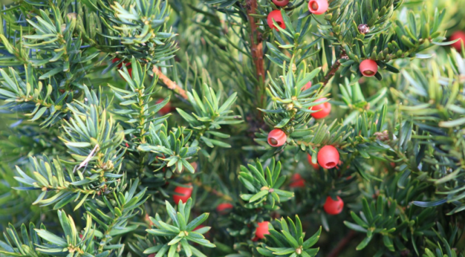Paclitaxel for chemotherapy From Yew Tree
