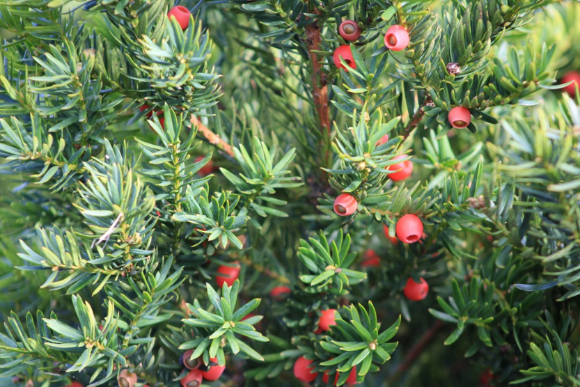 Paclitaxel for chemotherapy From Yew Tree