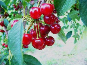 Tart cherries benefits