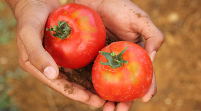 Benefits Of Tomato – Nutrients And Antioxidants Rich