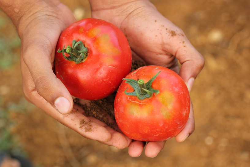 Benefits Of Tomato – Nutrients And Antioxidants Rich
