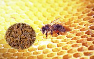 Propolis of Honey bee benefits