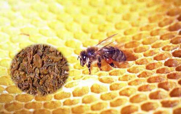 Propolis of Honey bee benefits