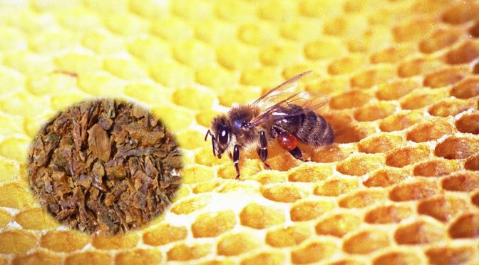 Propolis of Honey bee benefits