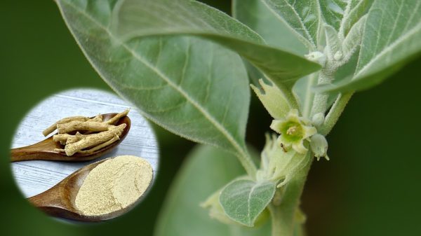 Ashwagandha Indian ginseng