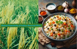 Basmati rice popularity