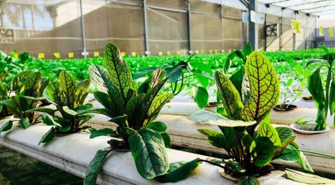 Hydroponics cultivation