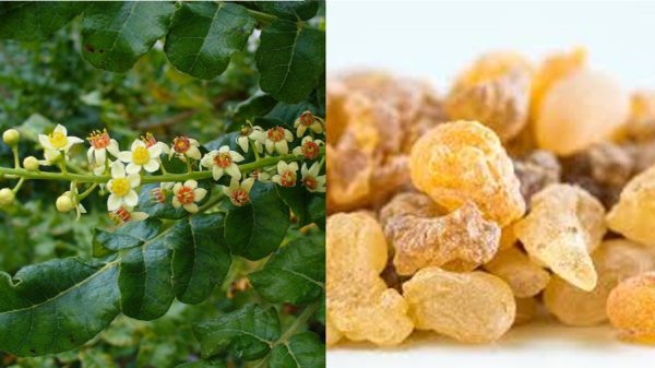 Indian frankincense