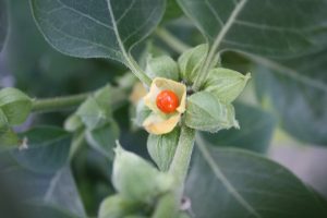 Ashwagandha for memory power