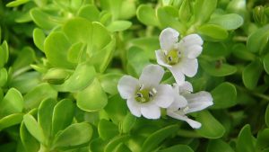 Bacopa for memory boost