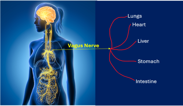 Emotional Well Being, Organ Health And Healing Influenced By Vagus Nerve