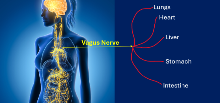 Emotional Well Being, Organ Health And Healing Influenced By Vagus Nerve