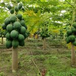 Pancha tatva for Papaya growth