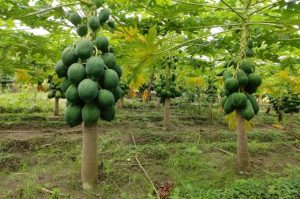 Pancha tatva for Papaya growth