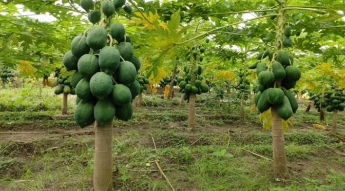 Pancha tatva for Papaya growth
