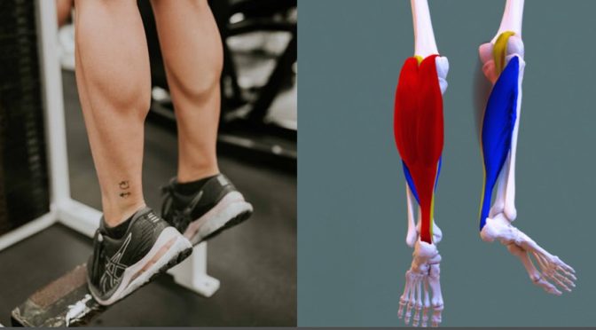 Soleus muscle pushup