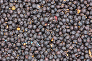 Juniper berries