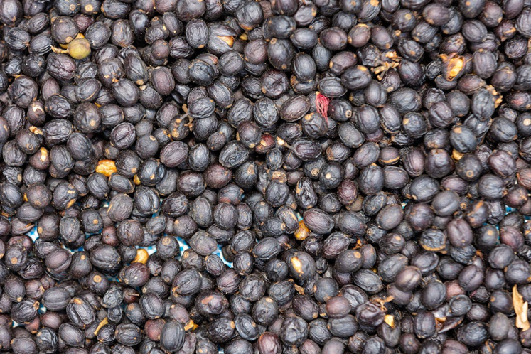 Juniper berries