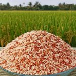 Rajamudi red rice