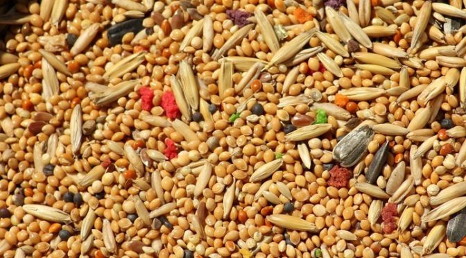 Embracing Ancient Grains For Better Lifestyle