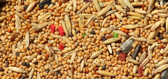 Embracing Ancient Grains For Better Lifestyle